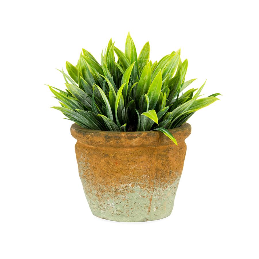 Terracotta Potted Grass Plant